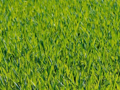 Artificial grass cleaner Ashford