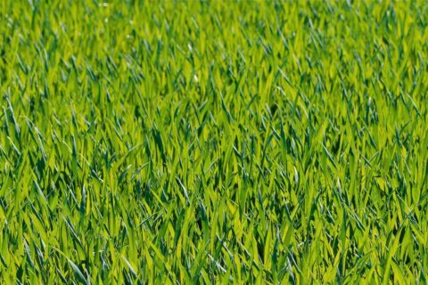 Ashford Artificial Grass Installation